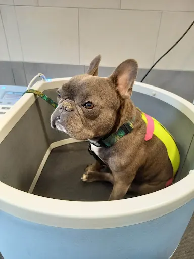 Rehabilitacja i Akupunktura Zwierząt